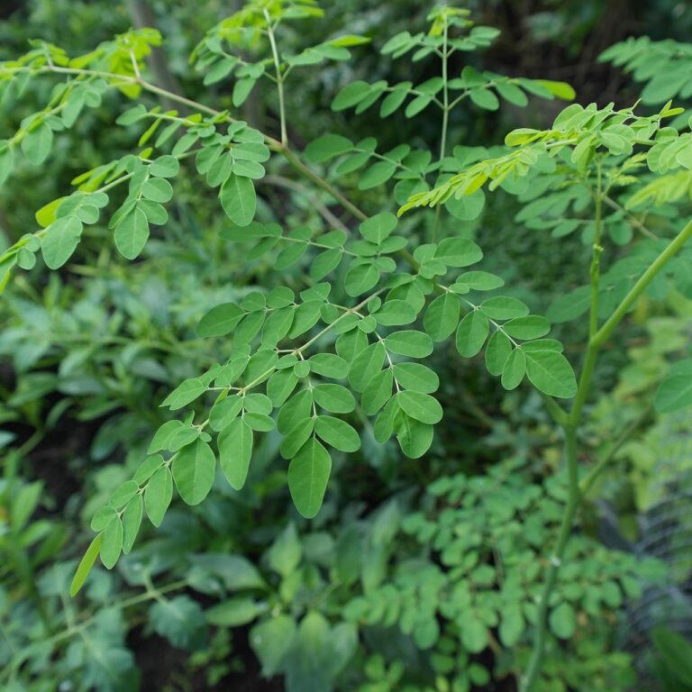 plant, moringa oleifera, superfood, moringa, oleifera, tree, natural, texture, antioxidants, organic, tropical, healthy, leaf, branches, moringa, moringa, moringa, moringa, moringa