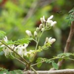 blossom, bud, flower, moringa tree, wasp, insect, branch, botanical, spring, nature, white, growth, guinea, africa, moringa tree, moringa tree, moringa tree, moringa tree, moringa tree