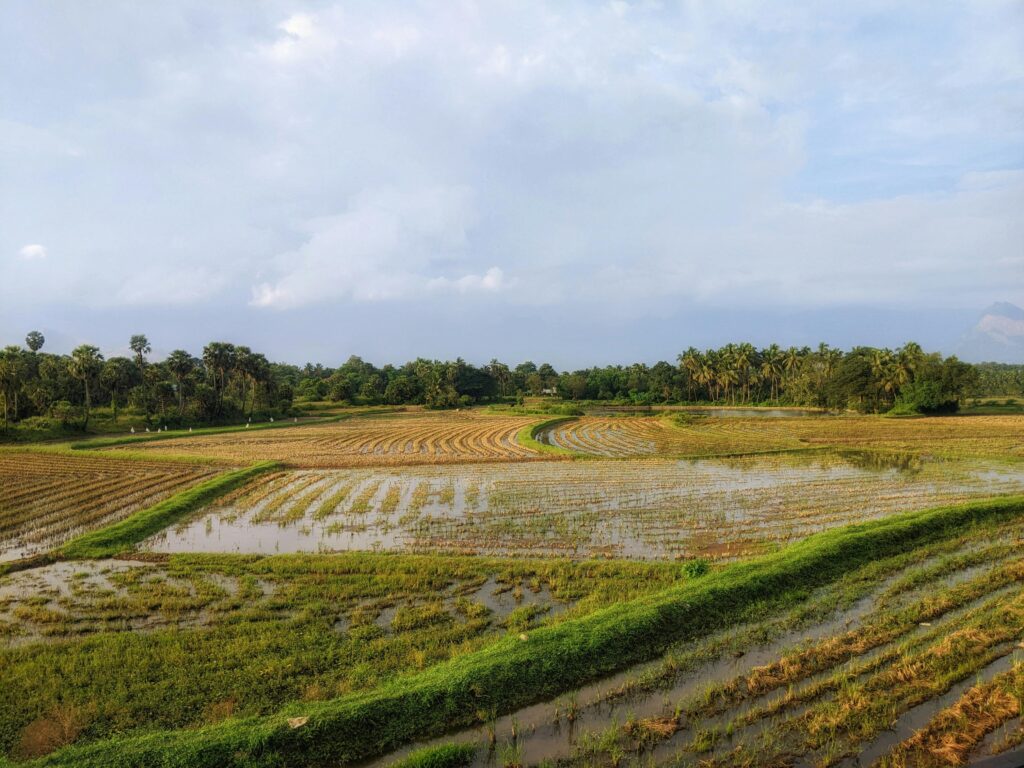 Aerial view of lush green paddy fields in Kerala, reflecting the vibrant agriculture culture and traditional landscape.